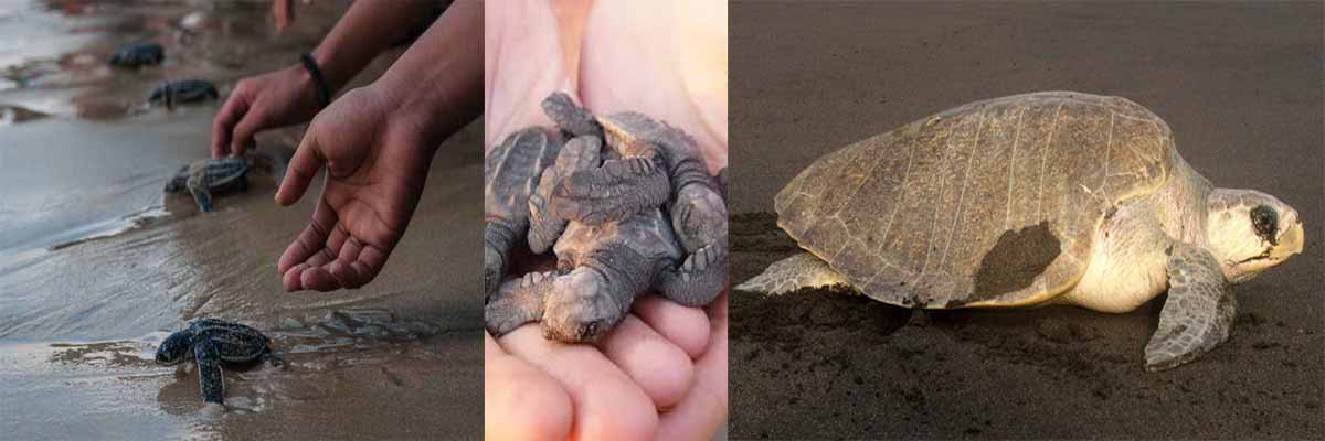 volontariat élevage des tortues